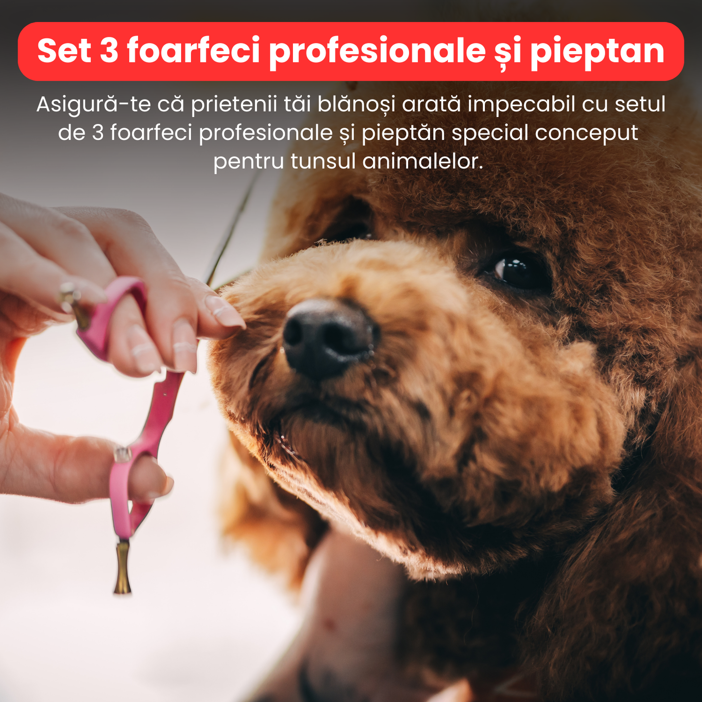 Set de 3 foarfece profesionale pentru tuns animale, cu pieptan si cutie de depozitare, design ergonomic, otel inoxidabil, prevenirea ruginii, rezistent la coroziune, usor de utilizat, rosu