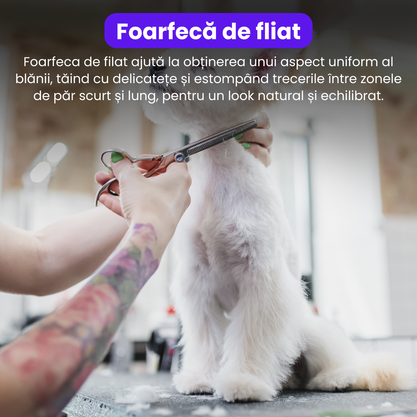 Set de 4 foarfece profesionale pentru tuns animale, cu pieptan si cutie de depozitare, design ergonomic, otel inoxidabil, prevenirea ruginii, rezistent, usor de utilizat, bleumarin