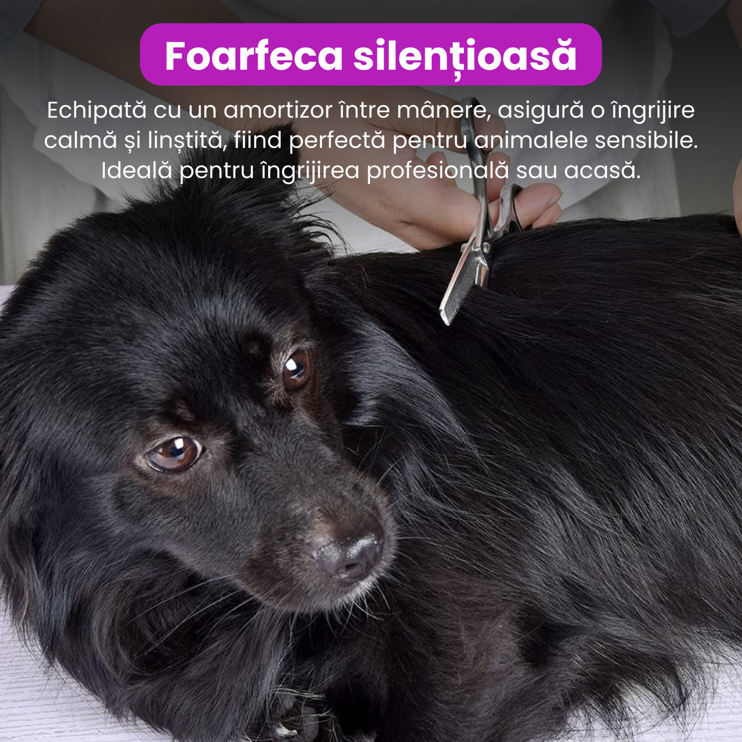 Set de 3 foarfece profesionale pentru tuns animale, cu pieptan si cutie de depozitare, design ergonomic, otel inoxidabil, prevenirea ruginii, rezistent la coroziune, usor de utilizat, gri