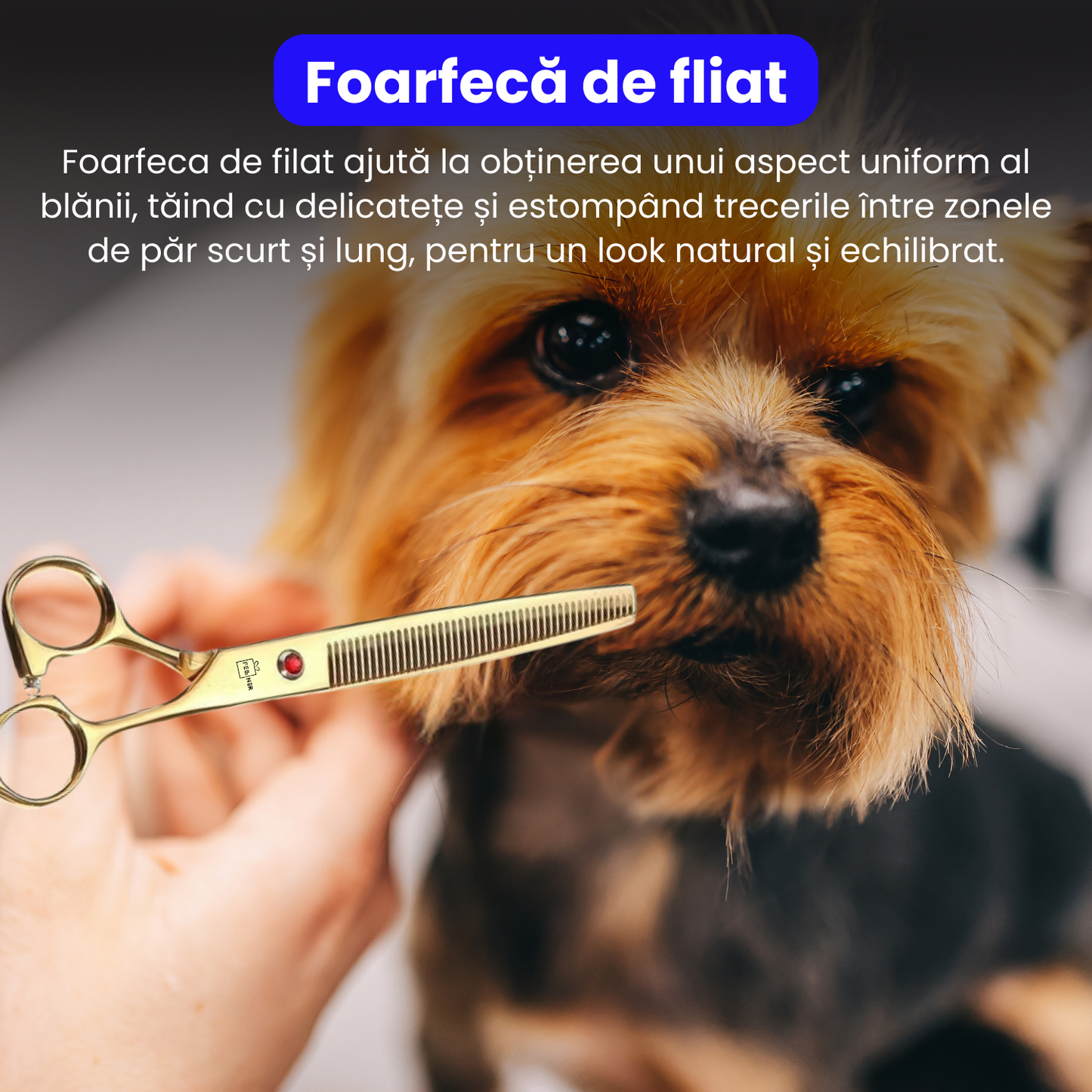 Set de 3 foarfece profesionale pentru tuns animale, cu pieptan si cutie de depozitare, design ergonomic, otel inoxidabil, prevenirea ruginii, rezistent la coroziune, usor de utilizat, auriu