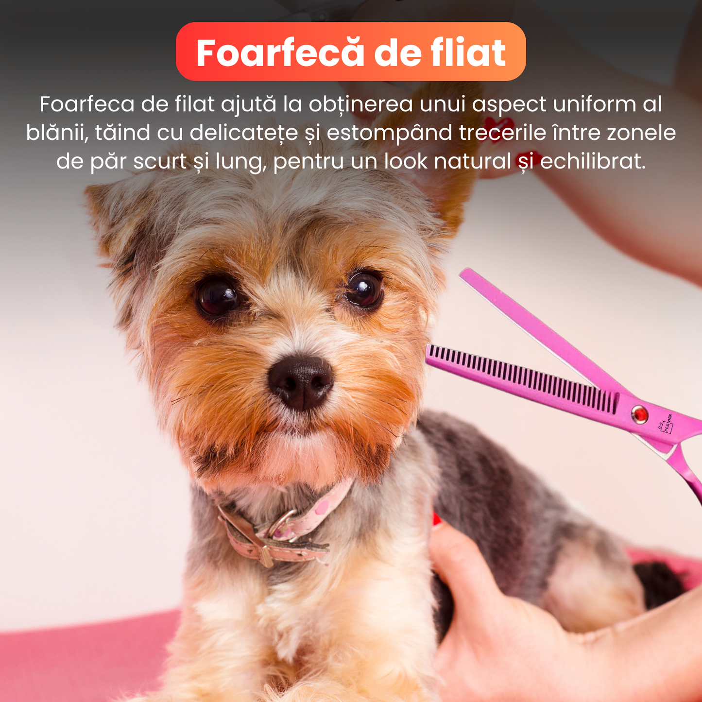 Set de 3 foarfece profesionale pentru tuns animale, cu pieptan si cutie de depozitare, design ergonomic, otel inoxidabil, prevenirea ruginii, rezistent la coroziune, usor de utilizat, roz