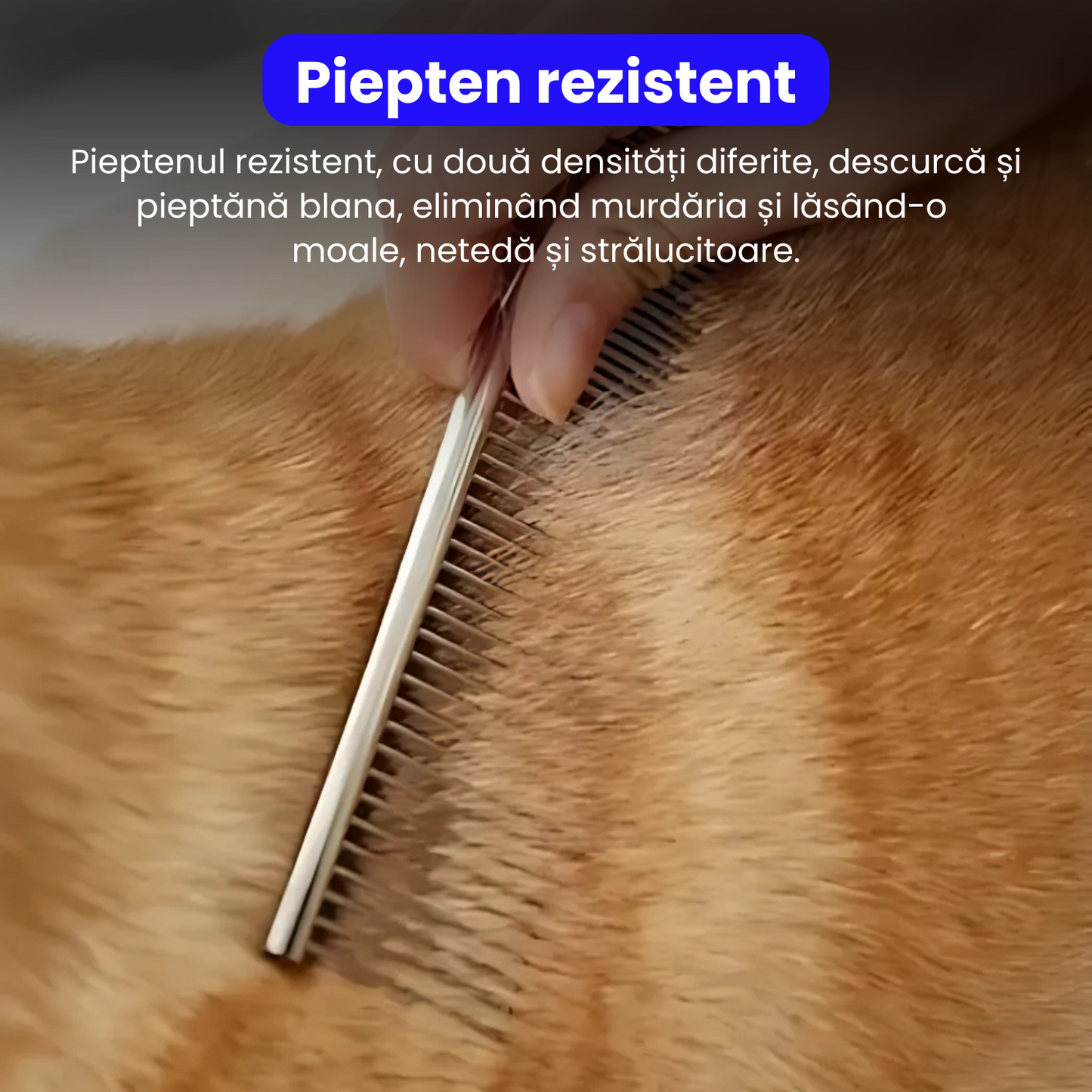 Set de 3 foarfece profesionale pentru tuns animale, cu pieptan si cutie de depozitare, design ergonomic, otel inoxidabil, prevenirea ruginii, rezistent la coroziune, usor de utilizat, auriu