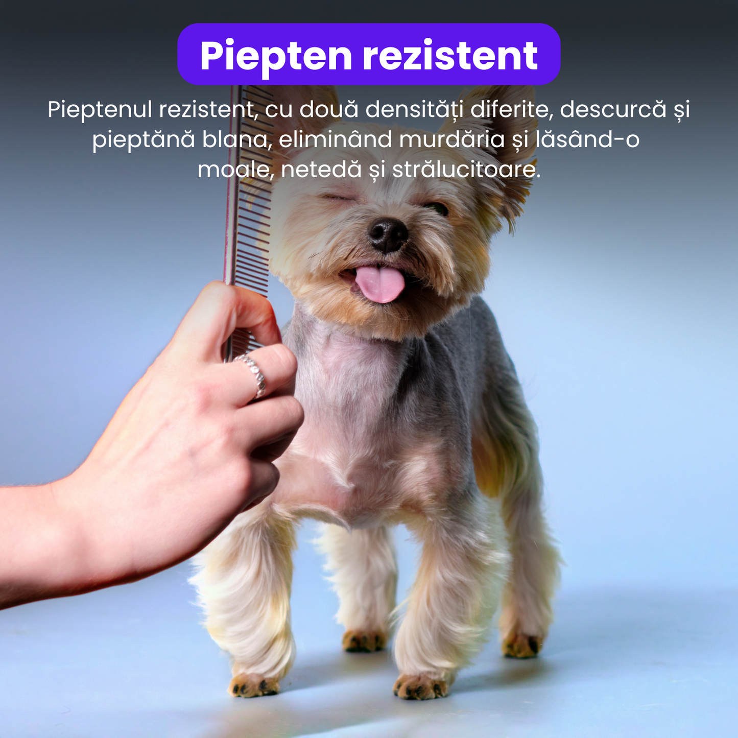 Set de 4 foarfece profesionale pentru tuns animale, cu pieptan si cutie de depozitare, design ergonomic, otel inoxidabil, prevenirea ruginii, rezistent, usor de utilizat, bleumarin
