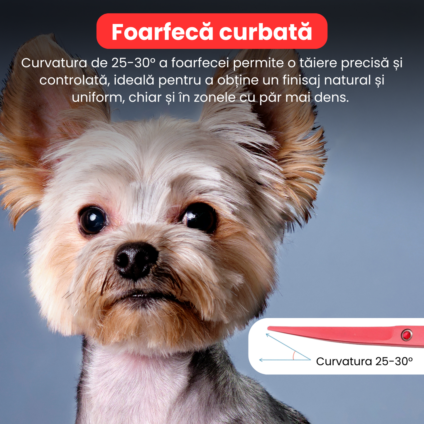 Set de 3 foarfece profesionale pentru tuns animale, cu pieptan si cutie de depozitare, design ergonomic, otel inoxidabil, prevenirea ruginii, rezistent la coroziune, usor de utilizat, rosu